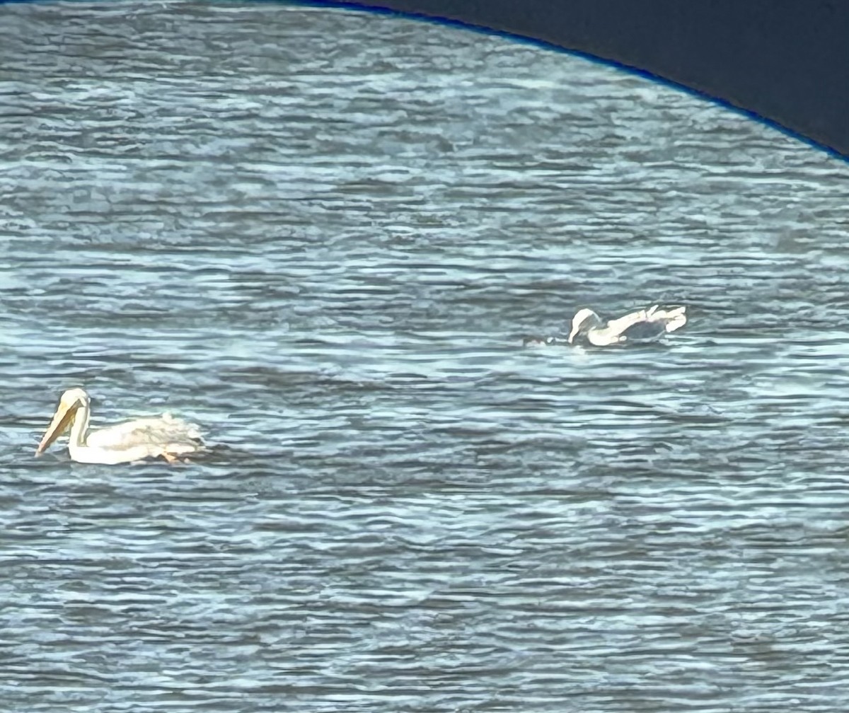 Glaucous Gull - ML645466036