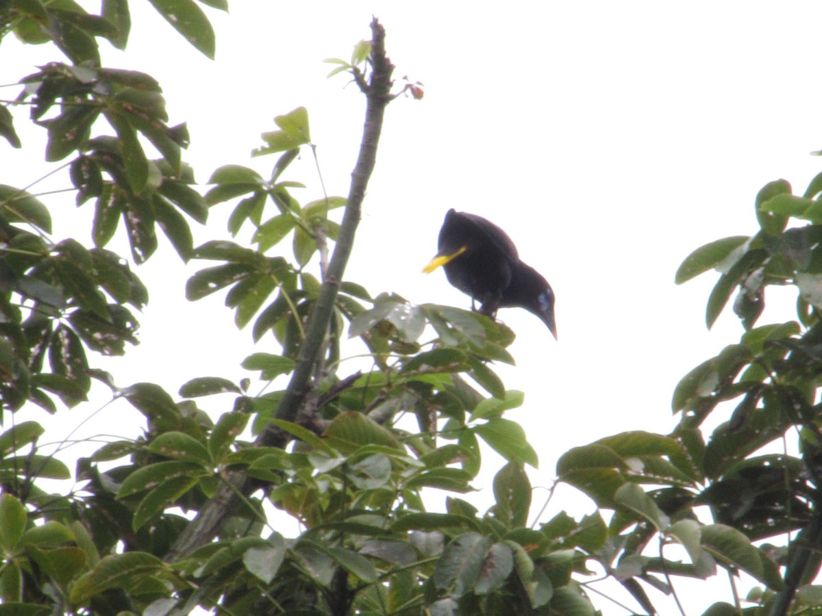 Black Oropendola - ML645466038