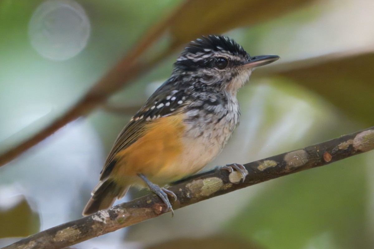 Guianan Warbling-Antbird - ML645466057