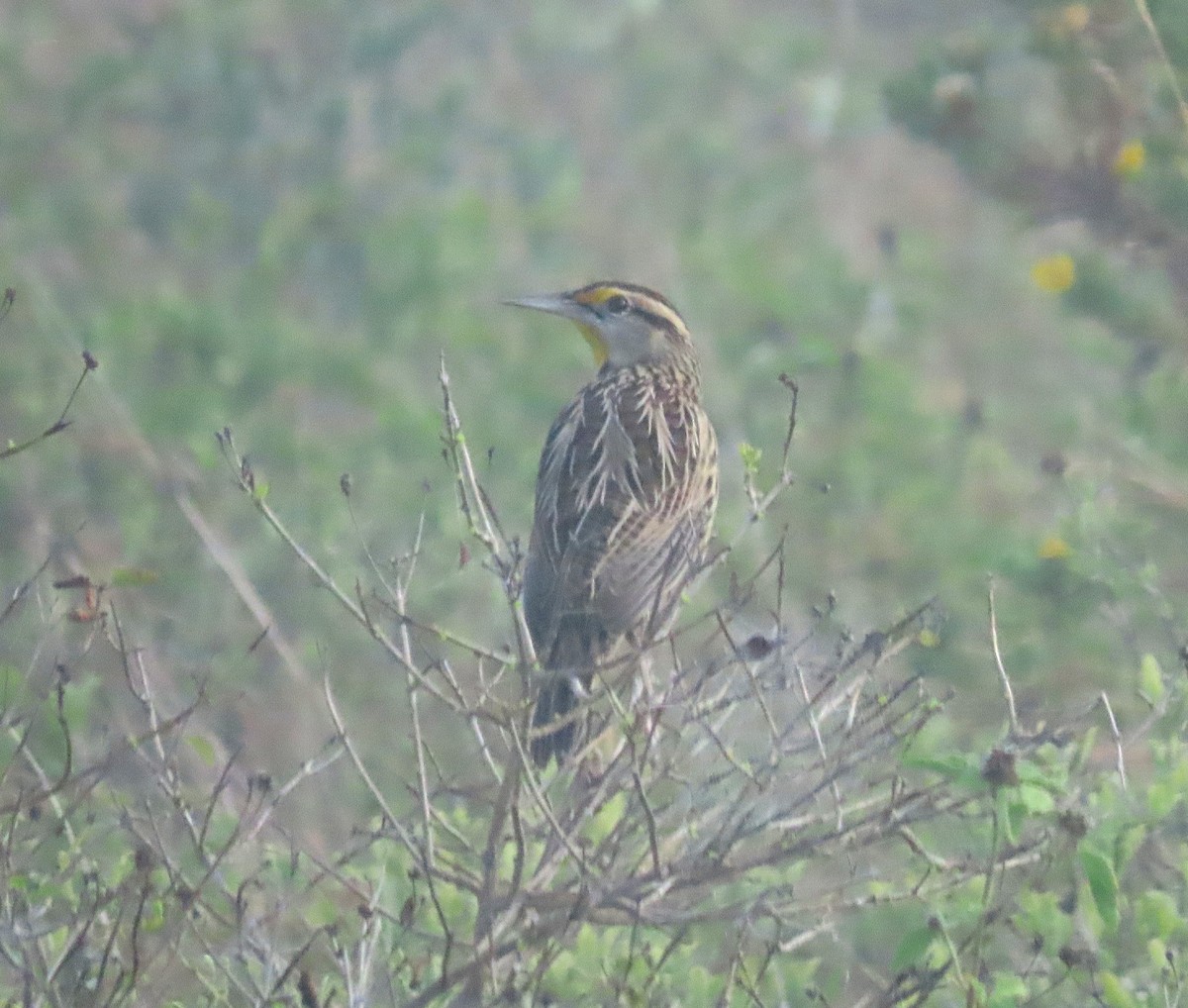 Eastern Meadowlark - ML645466058