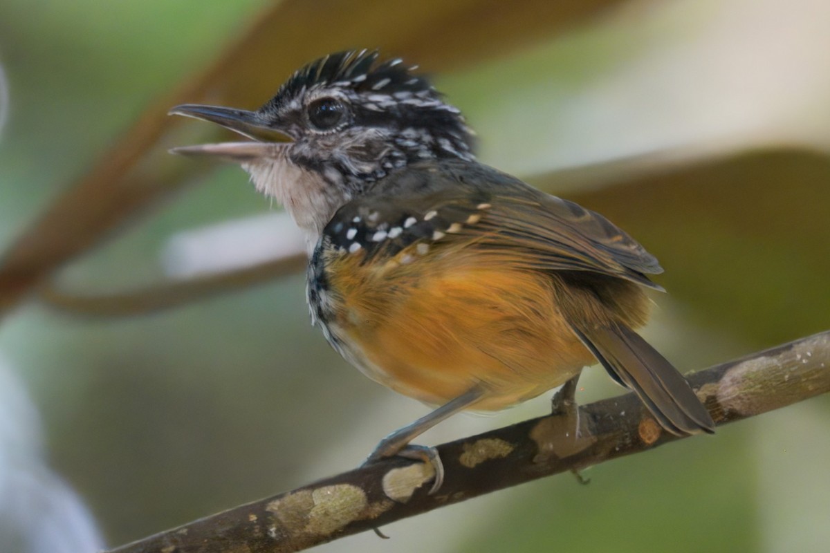 Guianan Warbling-Antbird - ML645466059