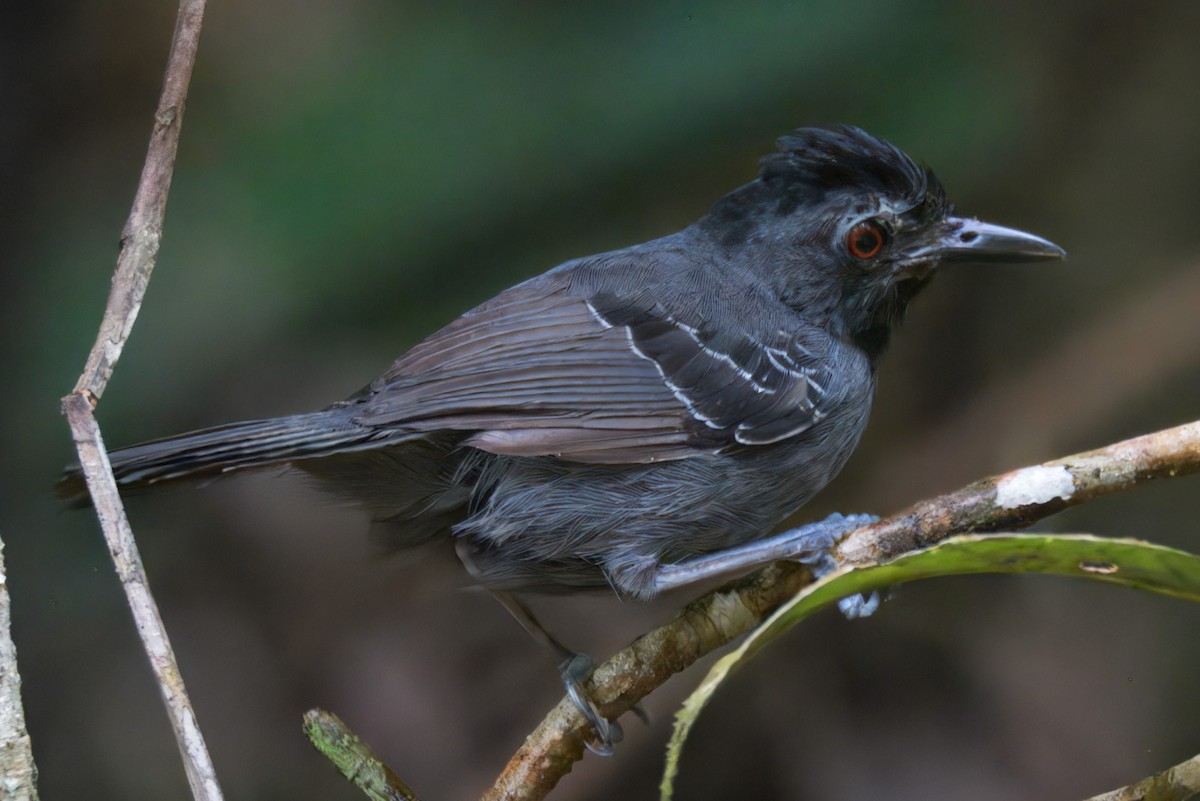 Black-headed Antbird - ML645466060