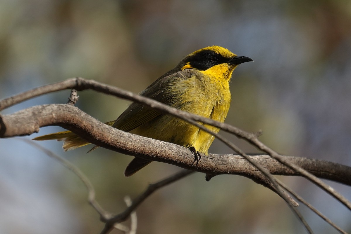 Yellow-tufted Honeyeater - ML645466065