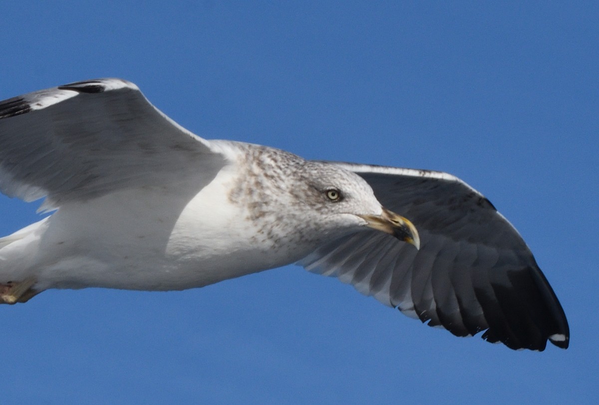 Yellow-legged Gull - ML645466067