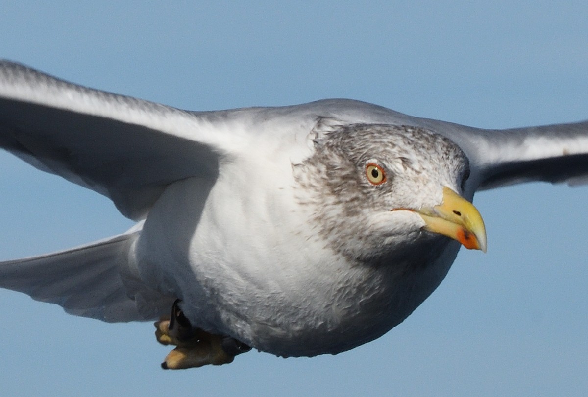 Yellow-legged Gull - ML645466068