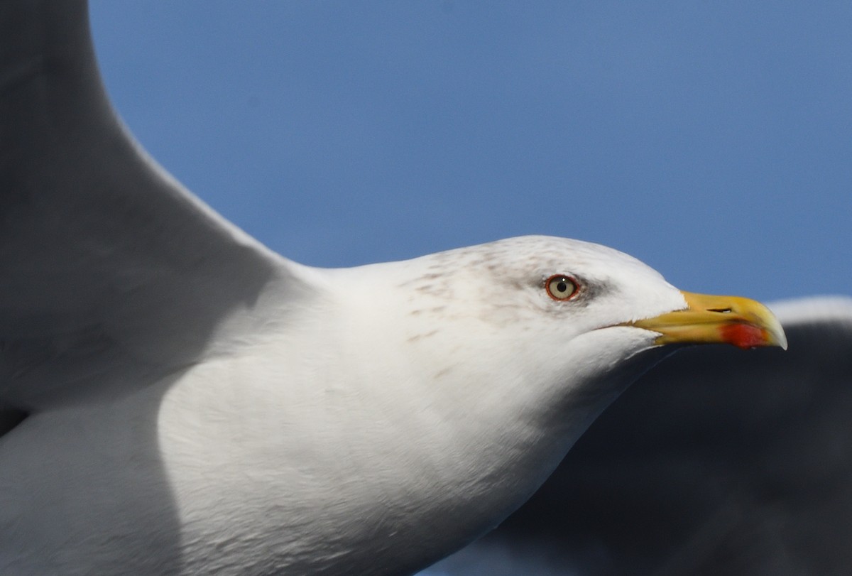 Yellow-legged Gull - ML645466069