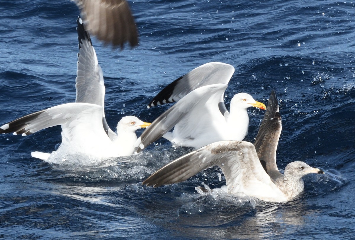 Yellow-legged Gull - ML645466070