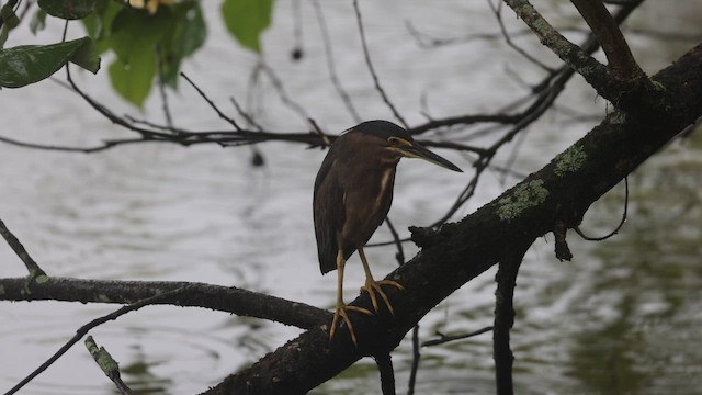 Yeşil Sırtlı Balıkçıl (patruelis) - ML645466071