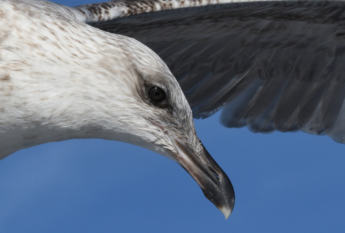 Yellow-legged Gull - ML645466072
