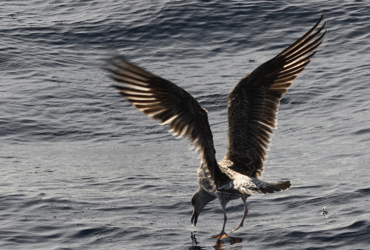 Yellow-legged Gull - ML645466073