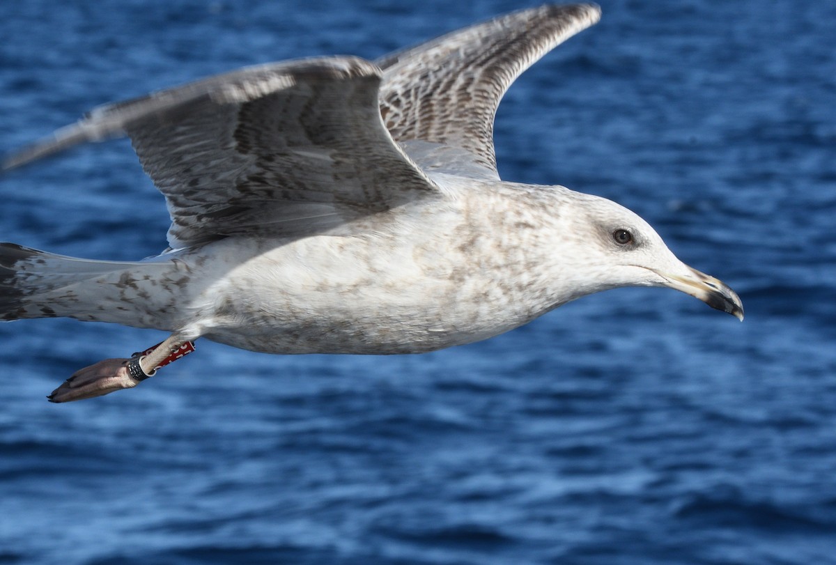 Yellow-legged Gull - ML645466074