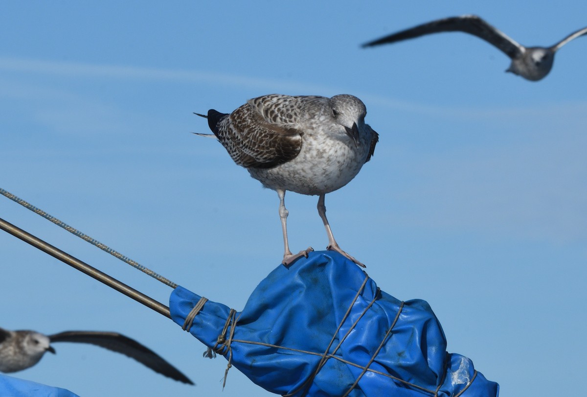 Yellow-legged Gull - ML645466075