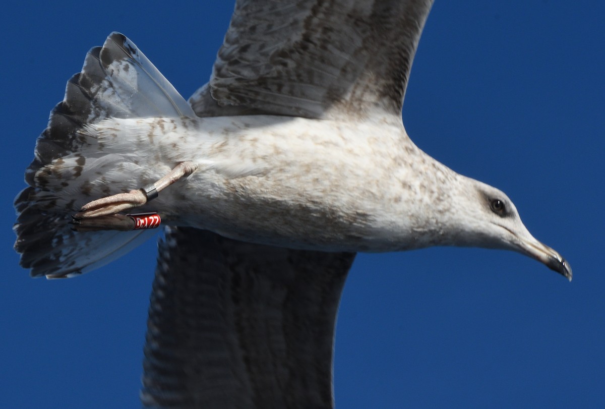 Yellow-legged Gull - ML645466076