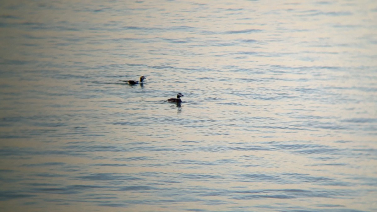 Long-tailed Duck - ML645466079