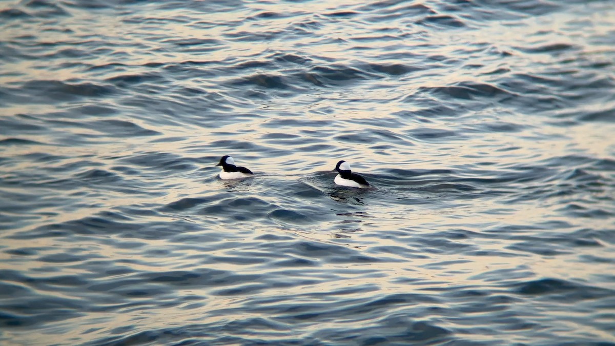 Bufflehead - ML645466082