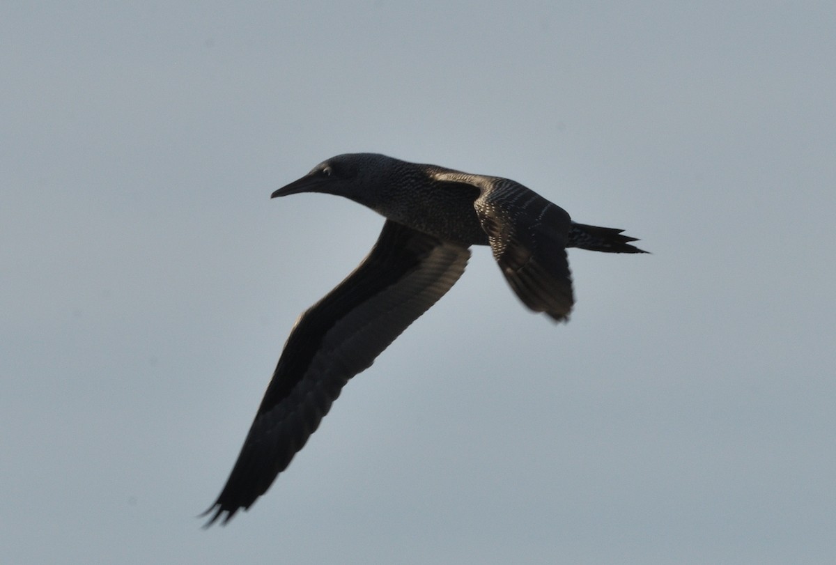 havsule - ML645466090