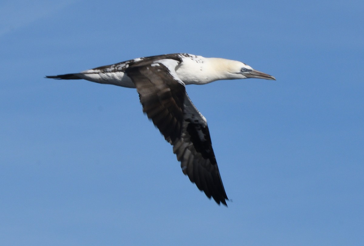 havsule - ML645466091