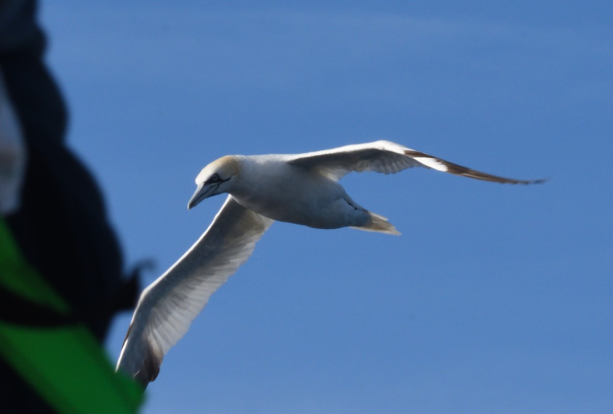 havsule - ML645466092