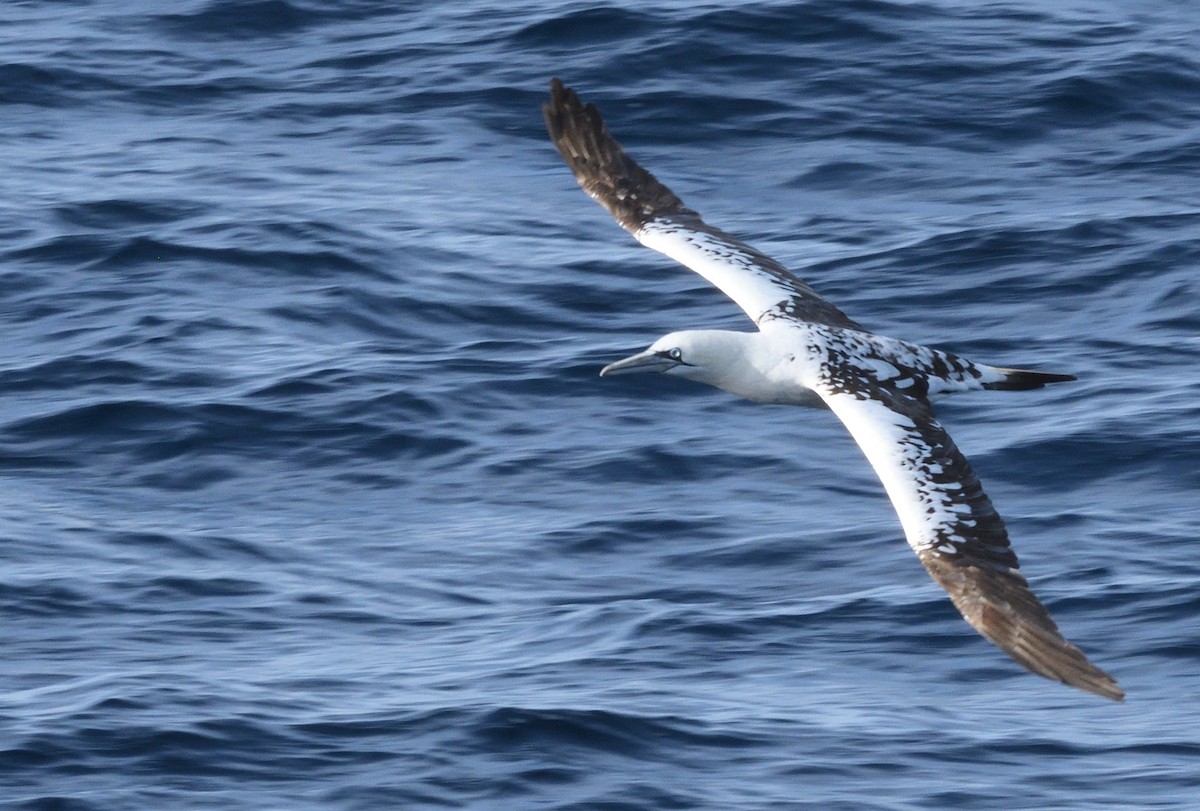 havsule - ML645466093