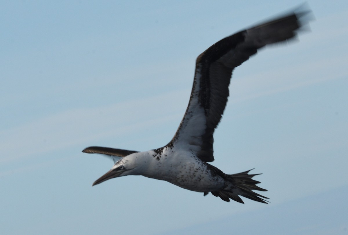 havsule - ML645466094