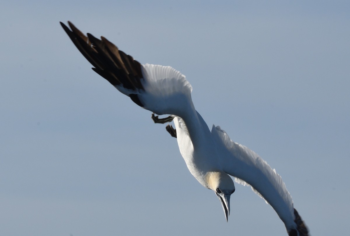 havsule - ML645466095