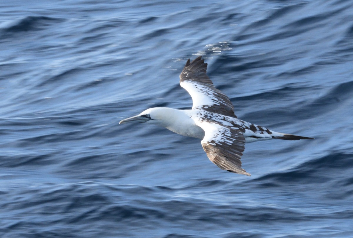 havsule - ML645466096