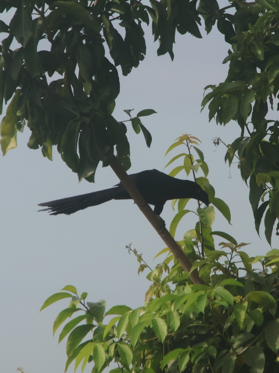 ani velká - ML645466099