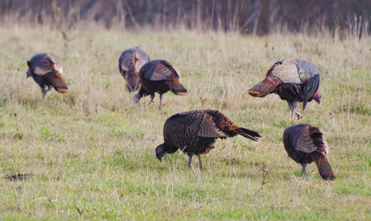 Wild Turkey - ML645466103