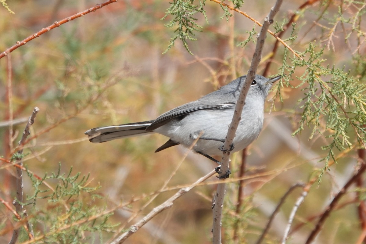 Голубая комароловка - ML645466116