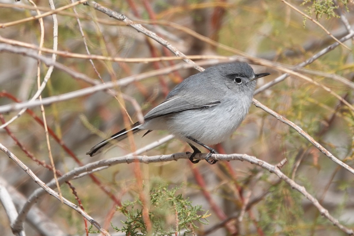 Голубая комароловка - ML645466117