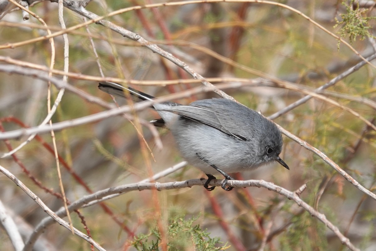 Голубая комароловка - ML645466118