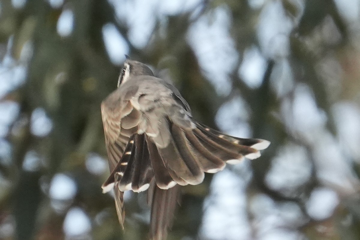 Black-eared Cuckoo - ML645466120