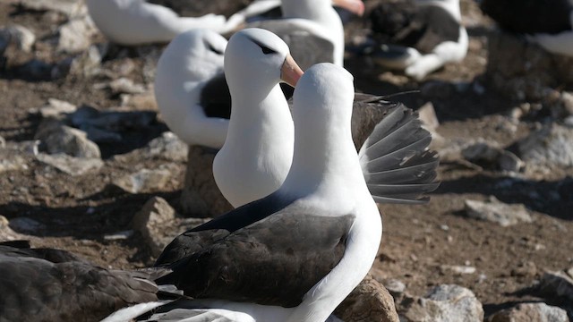 Black-browed Albatross (Black-browed) - ML645466128