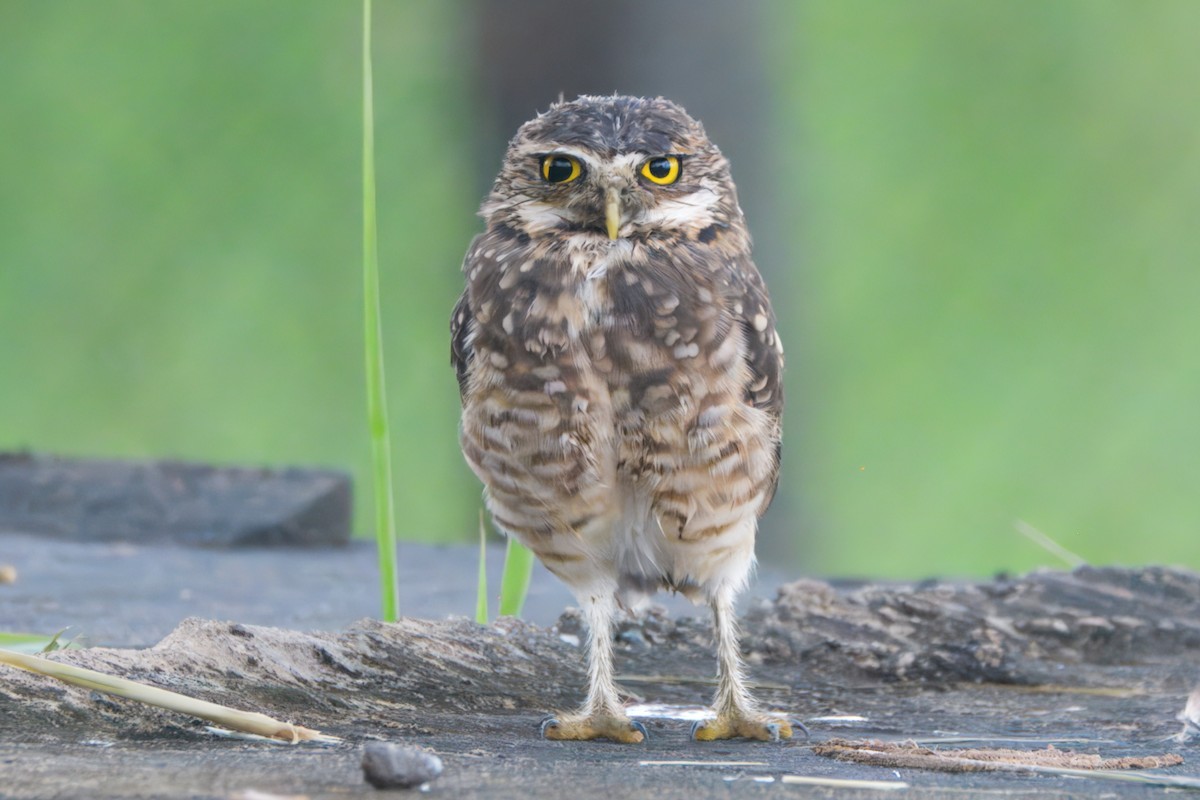 Burrowing Owl - ML645466131