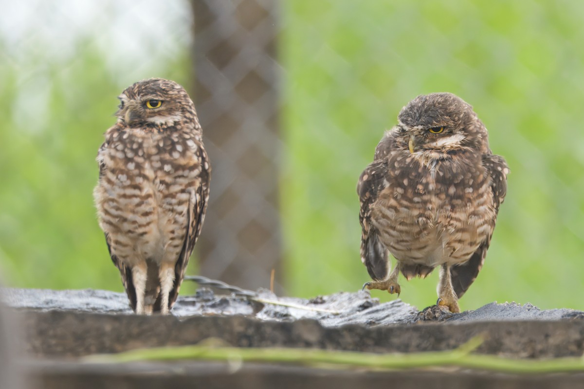 Burrowing Owl - ML645466132