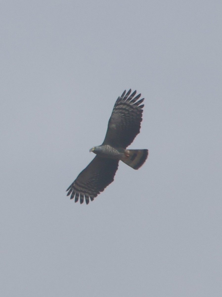 Hook-billed Kite - ML645466134
