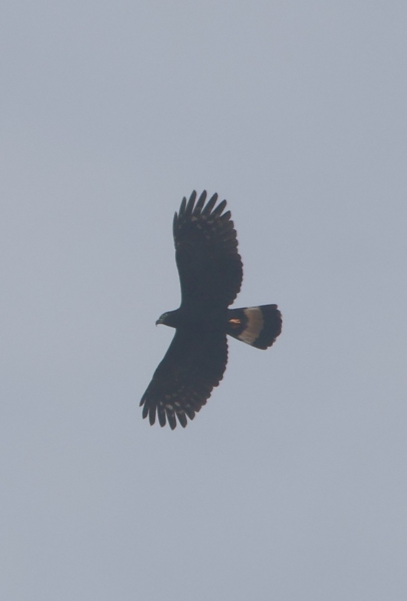 Hook-billed Kite - ML645466135