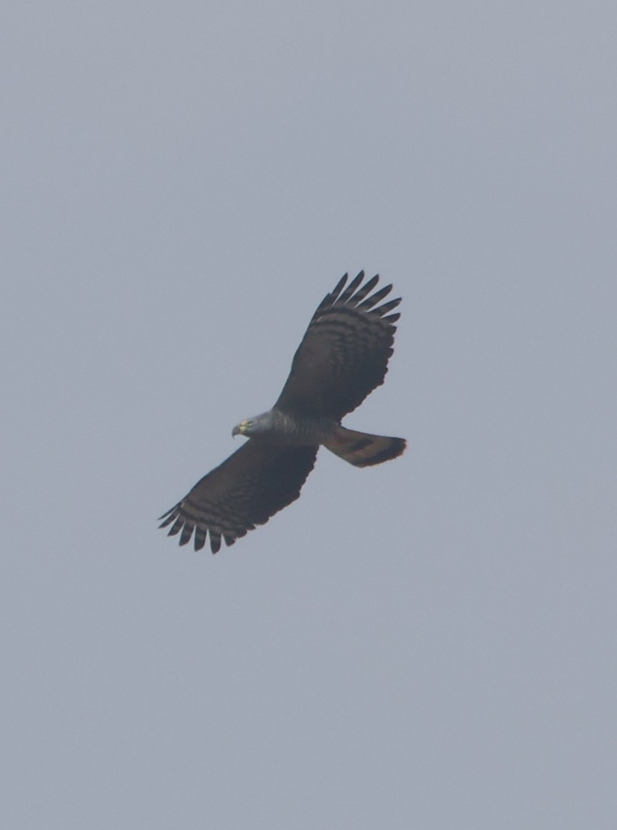 Hook-billed Kite - ML645466136