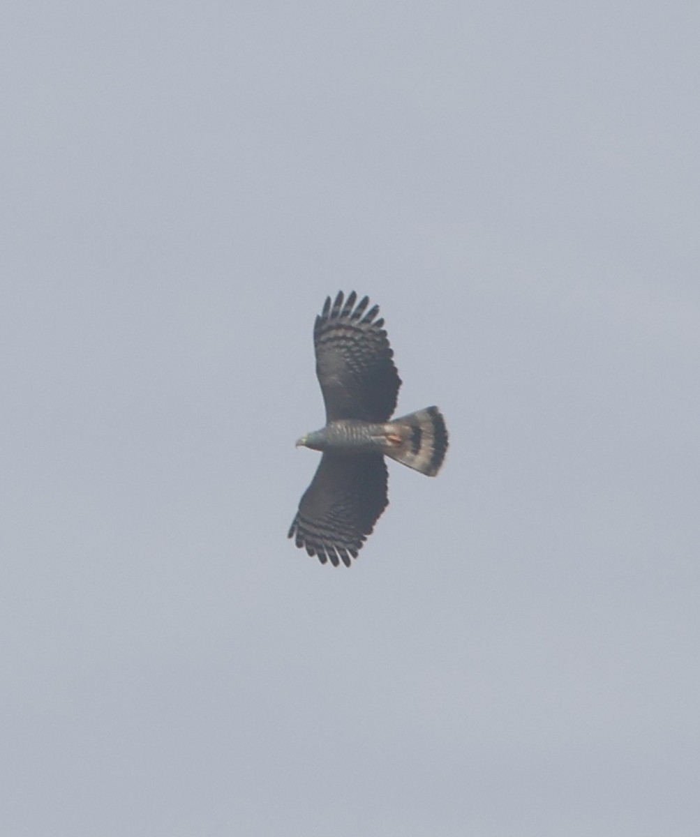 Hook-billed Kite - ML645466137