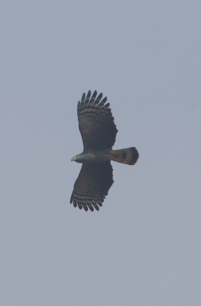Hook-billed Kite - ML645466138
