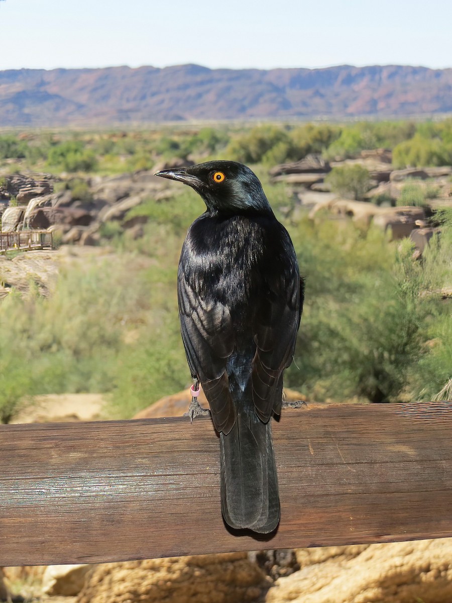 blekvingestær - ML645466139