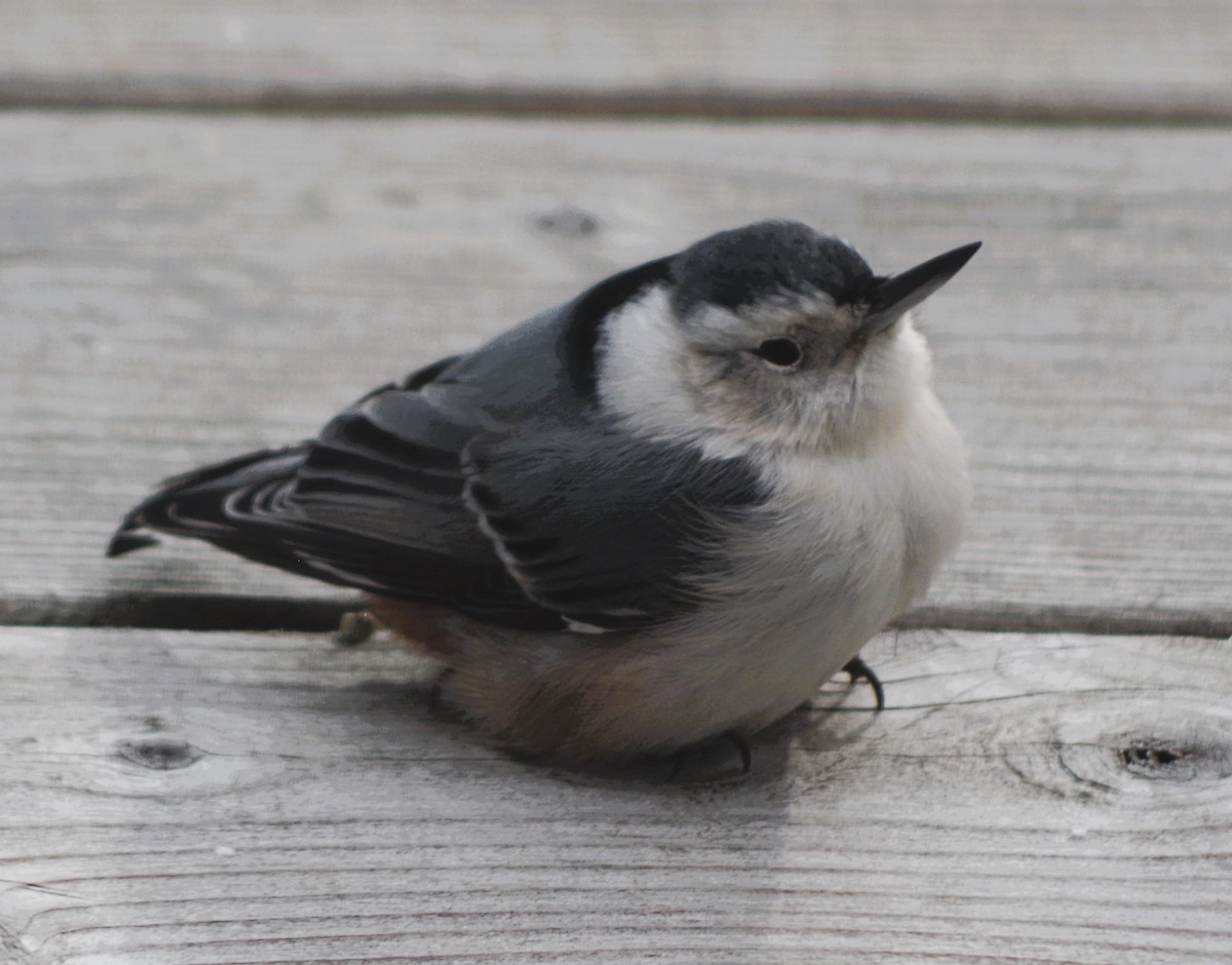White-breasted Nuthatch - ML645466140