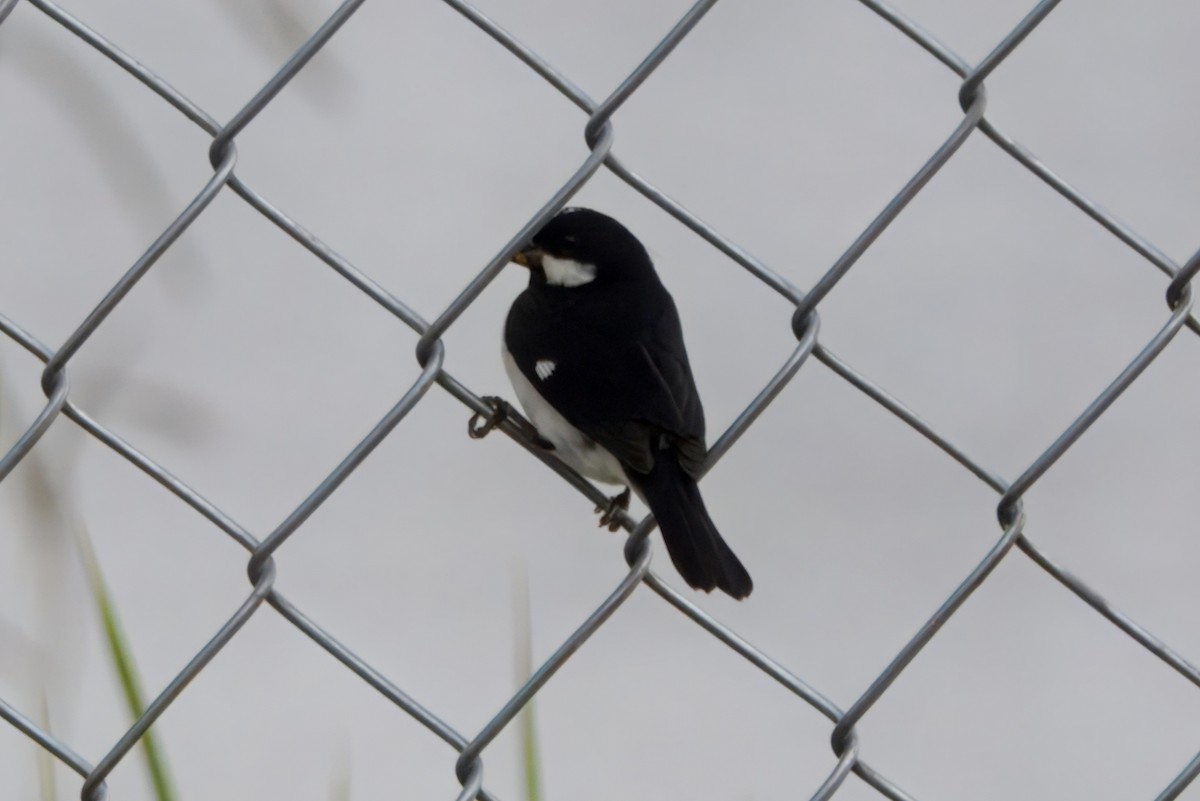 Lined Seedeater - ML645466142