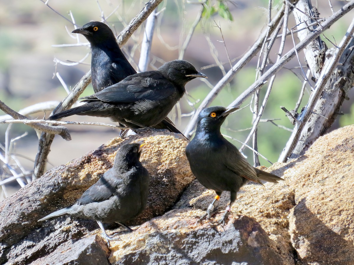 blekvingestær - ML645466151