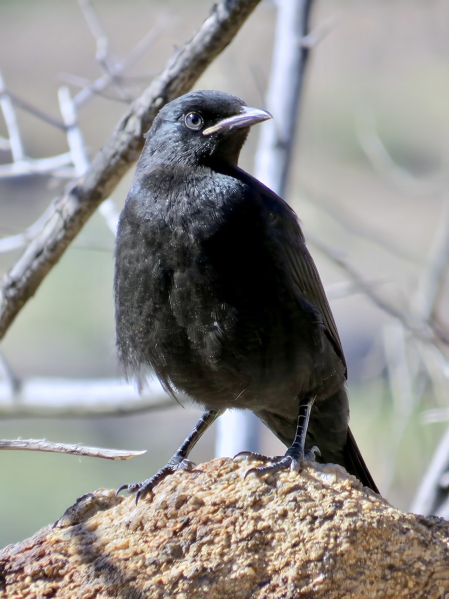 blekvingestær - ML645466160