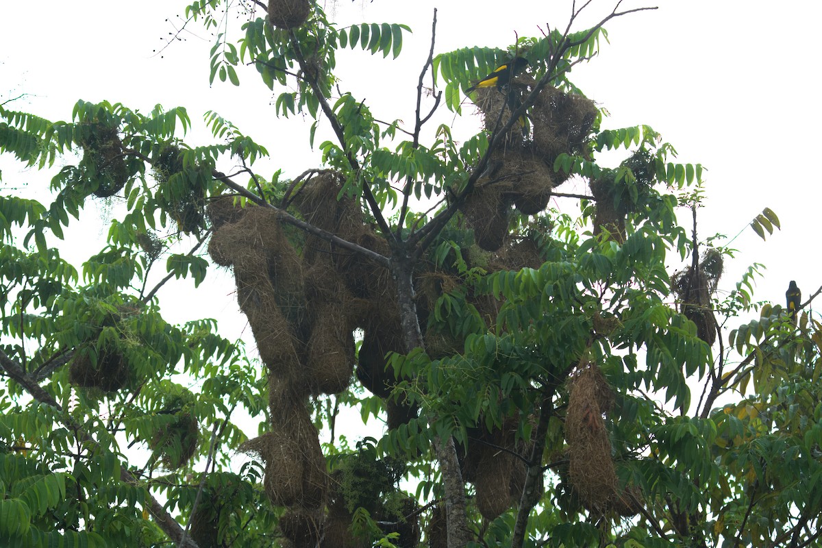 Yellow-rumped Cacique - ML645466161