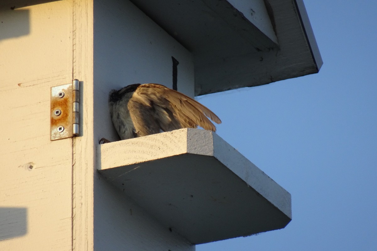 vrabec domácí - ML645466165