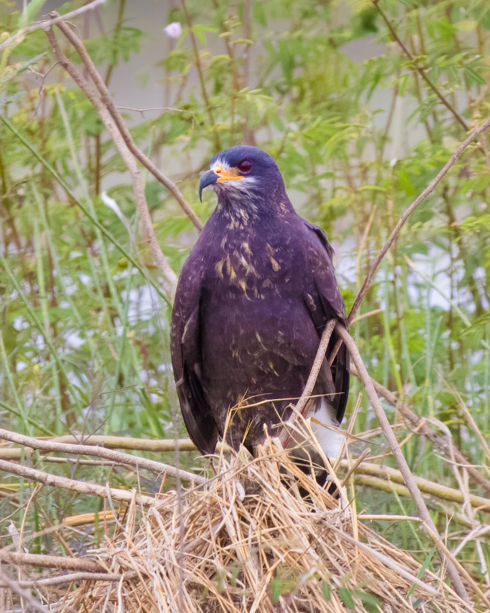 Snail Kite - ML645466166