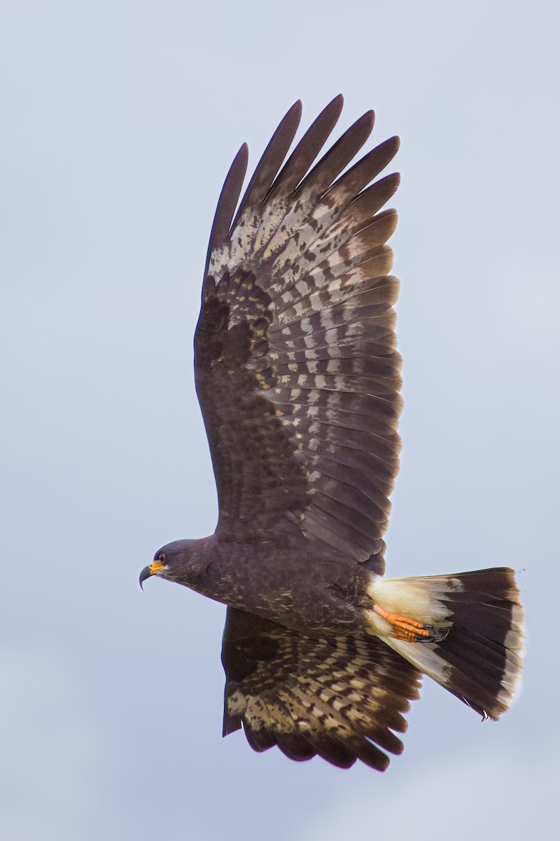 Snail Kite - ML645466167
