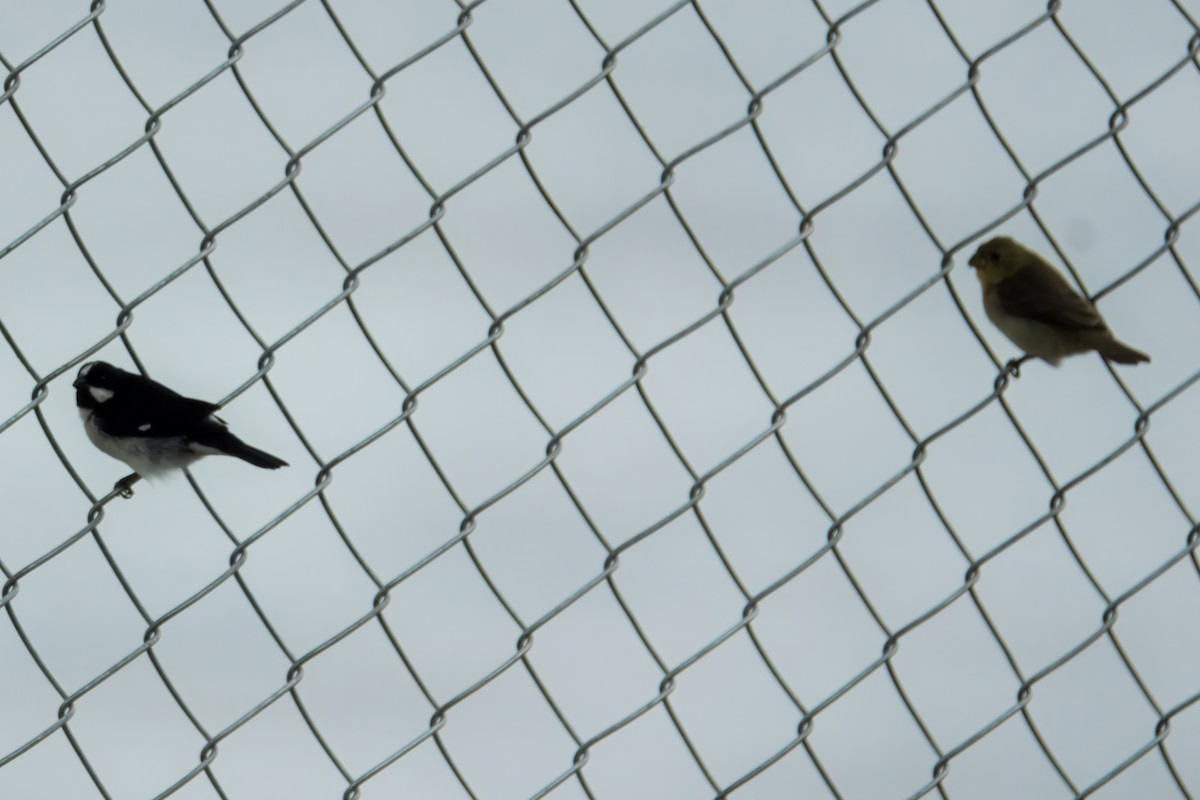 Lined Seedeater - ML645466169